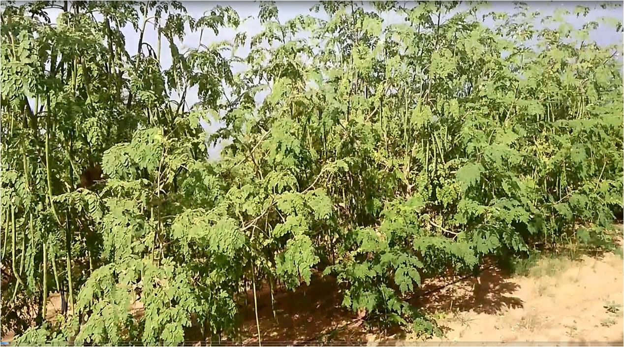 @ABC_MOMAX3_Moringa_seed_11 @ABC_MOMAX3_Moringa_seed_11