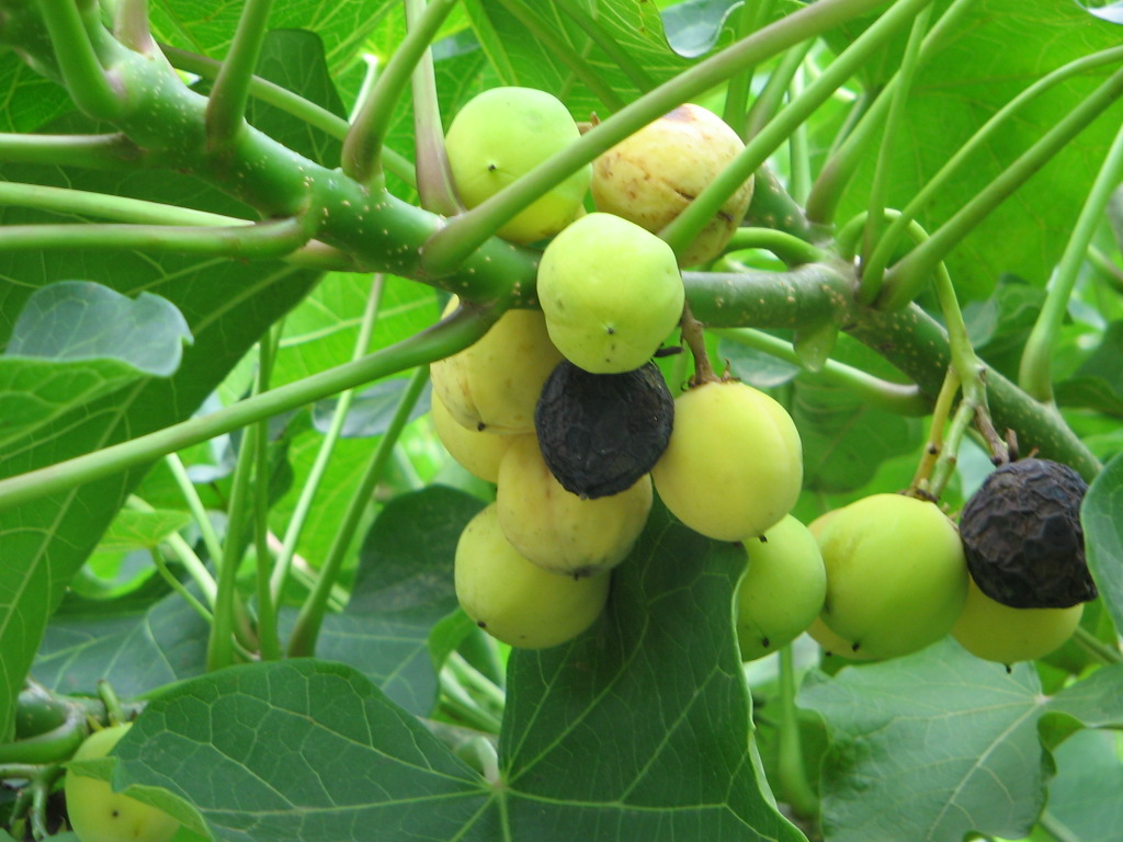 jatrophaall fruits to harvest