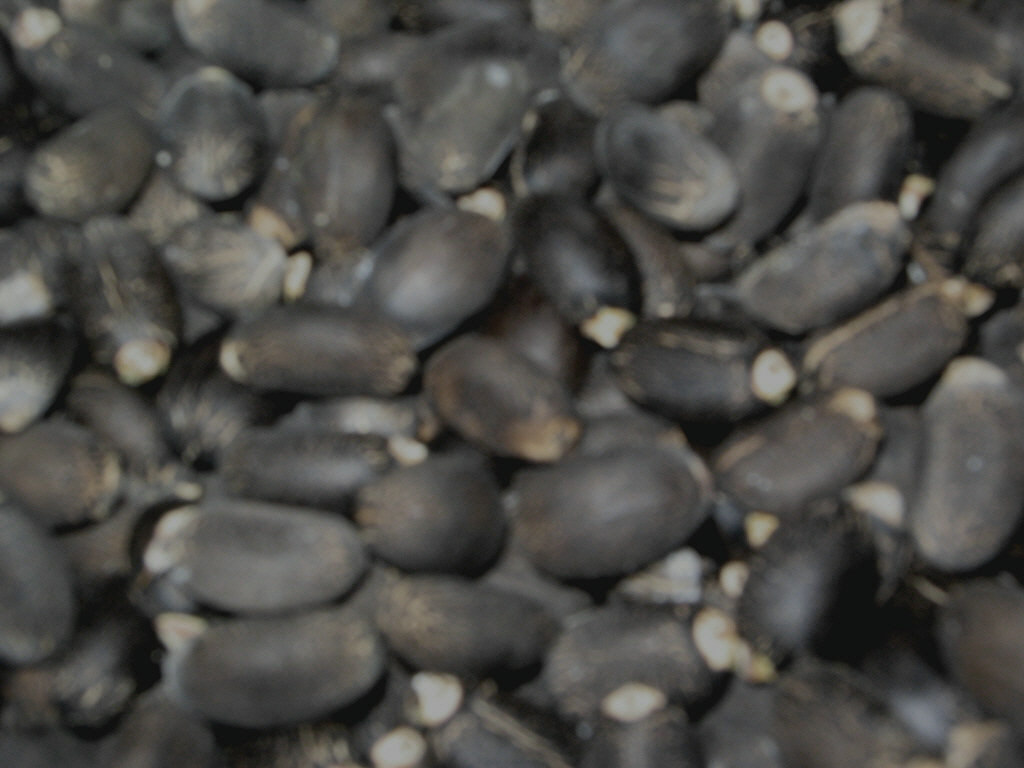 jatropha elite seeds