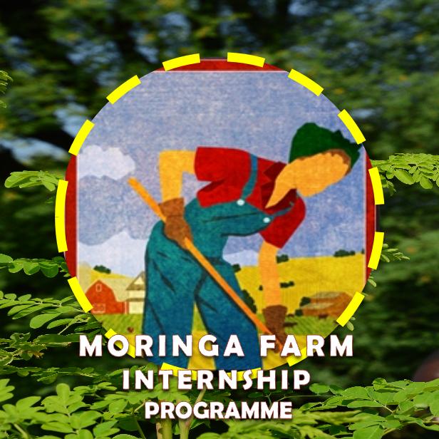 moringa farm internship programme