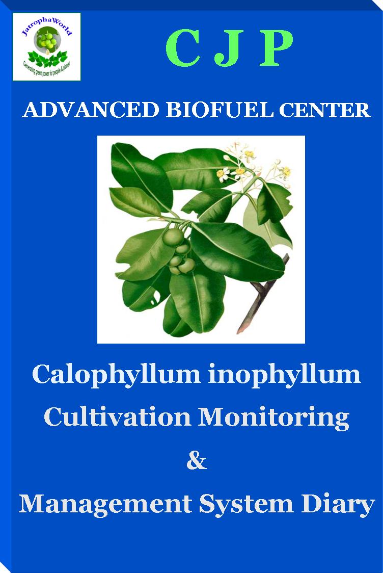 calophyllum management