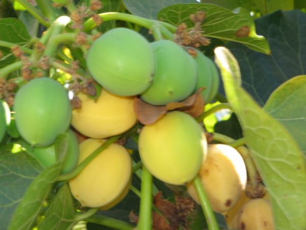 fruits-green-yellow-sriphl-india-20