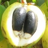sriphlfuelfruit06