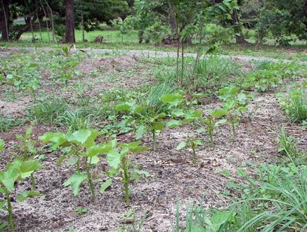 nurseryCostarica