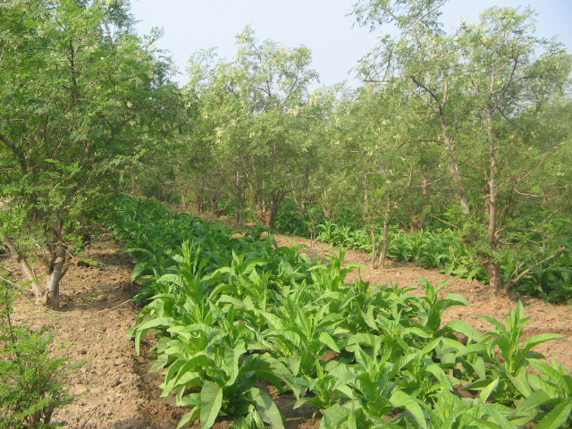 moringa intercropping moringa intercropping
