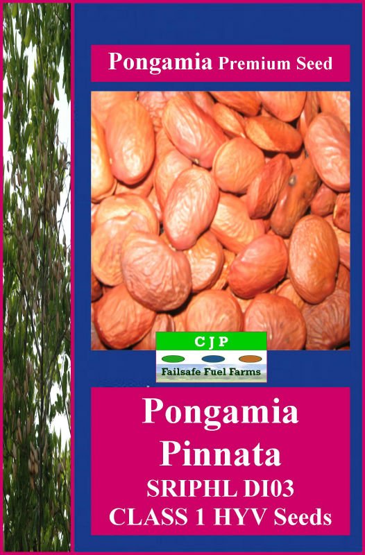 Pongamia premium seed