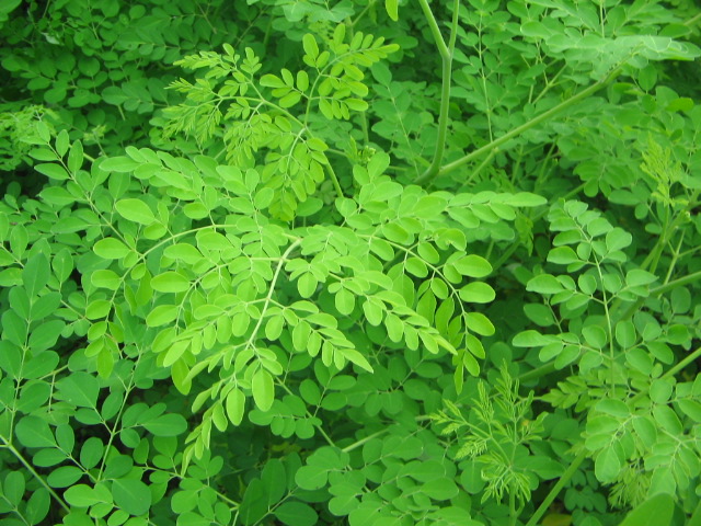 Moringa India leaf the power leaf