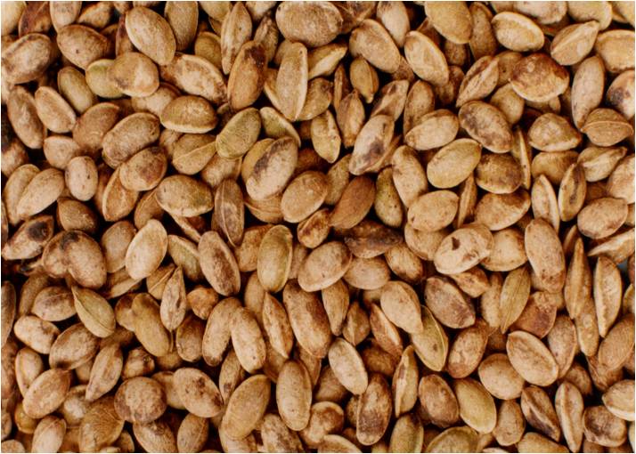 simarouba quality seeds